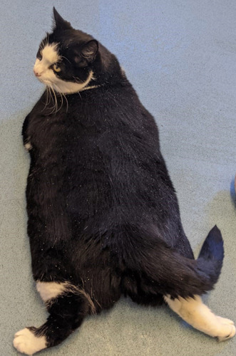 overweight cat lying on floor