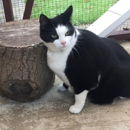 obese black and white cat sitting next to tree trunk