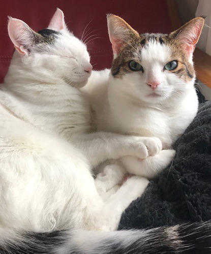 two tabby and white cats snuggled up together