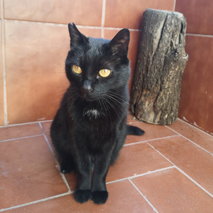 black cat sitting on terracotta tiles