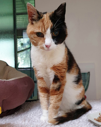 tortoiseshell and white cat in rescue centre cat pen