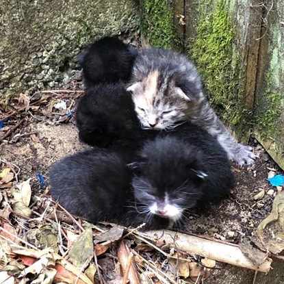 feral kittens huddled together outdoors