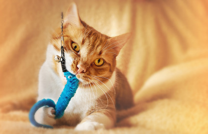 ginger and white cat with blue fishing rod toy in mouth