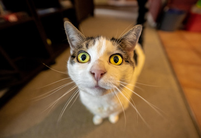 tabby and white cat photographed with a fish eye lens