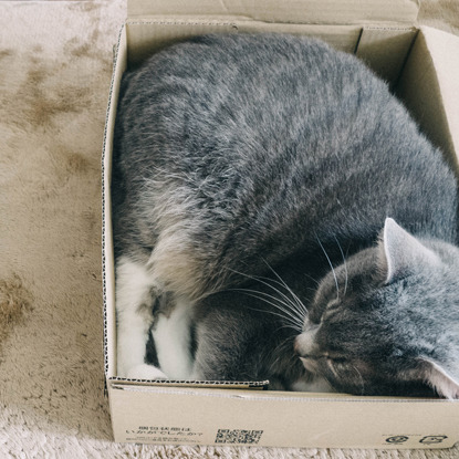 grey cat curled up in cardboard box