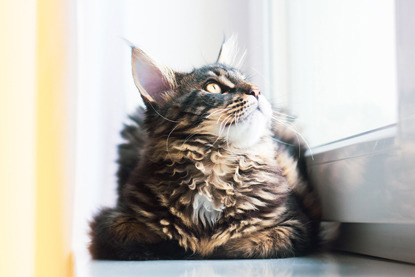 long-haired brown cat sitting on windowsill looking out window