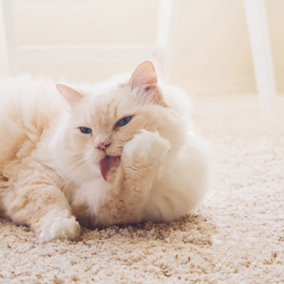 longhaired white cat licking its paw