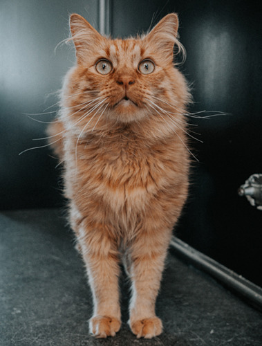 longhaired ginger tabby cat