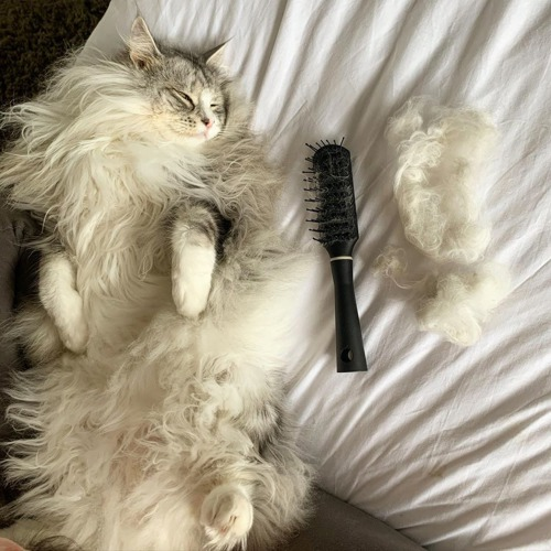 long-haired great-and-white cat lying next to brush and pile of cat hair
