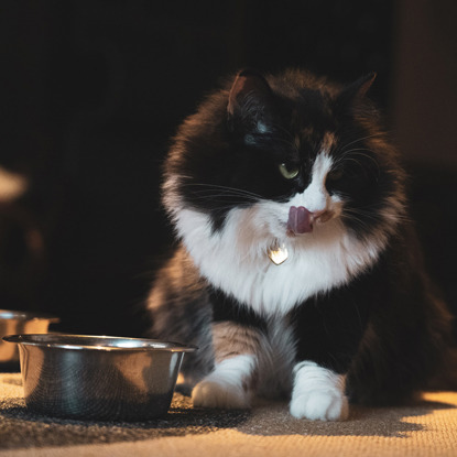 long-haired black and white cat licking its lips next to a metal food bowl