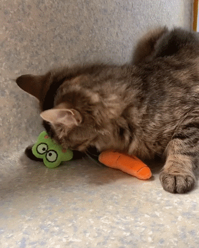 tabby cat rubbing face on frog catnip toy and carrot catnip toy