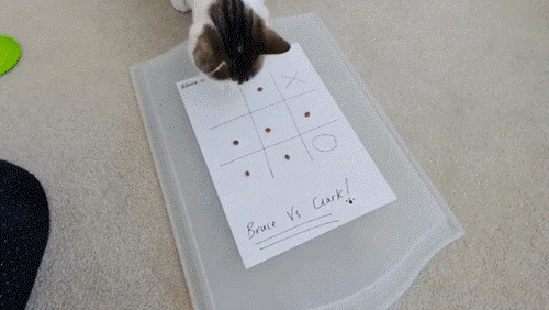 two tabby and white cats playing noughts and crosses with their owner