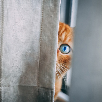 ginger tabby cat hiding behind grey curtain