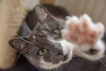 grey and white cat holding out paw