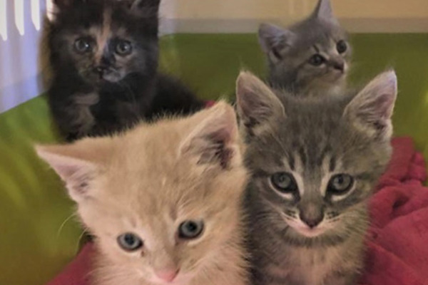 Smuggled kittens quarantined after arriving from Hungary