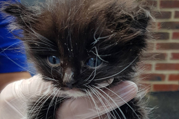 Two carrier bags of tiny kittens dumped just days apart