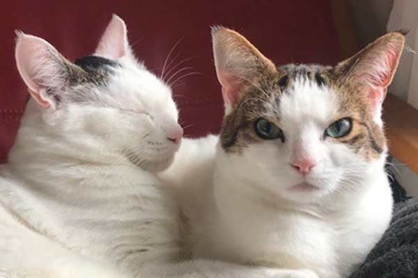 Purrfectly Imperfect disabled cats get a second chance
