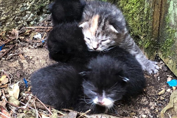 Cats Protection Meow Blog | Read Now