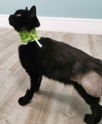 side view of black cat with three legs wearing green surgical collar