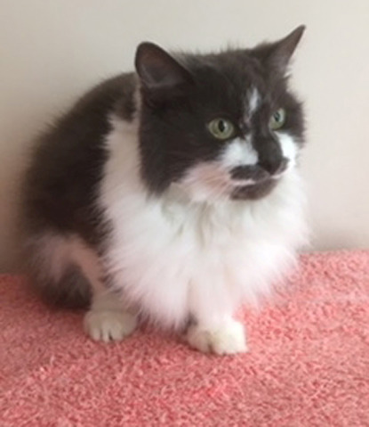 grey and white cat sitting on pink blanket