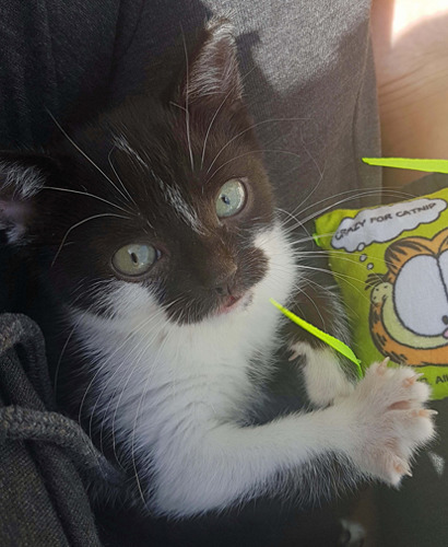 black and white kitten sitting on person's lap