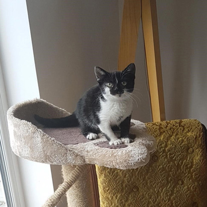 black and white kitten sitting on paw-shaped shelf