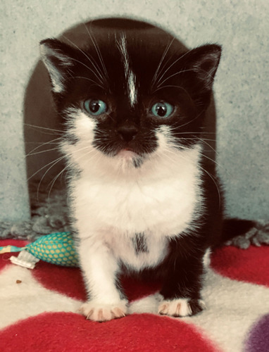 tiny black-and-white kitten with blue eyes in cat pen