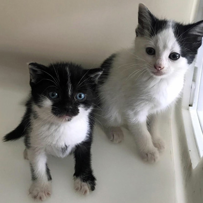 two black and white kittens in cat pen