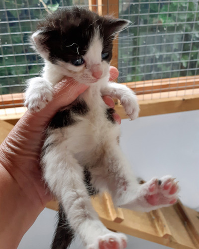 black and white kitten held in human hand