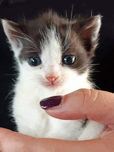 black and white kitten sitting in hand