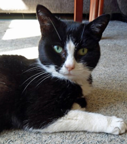 black and white cat laying on beige carpet