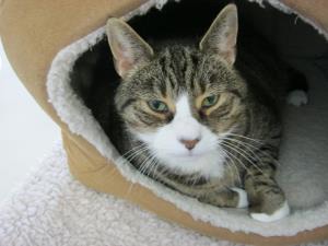 brown tabby cat in igloo bed