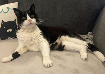 black-and-white cat lying on grey sofa