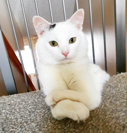 white cat sitting with arms crossed at top of stairs