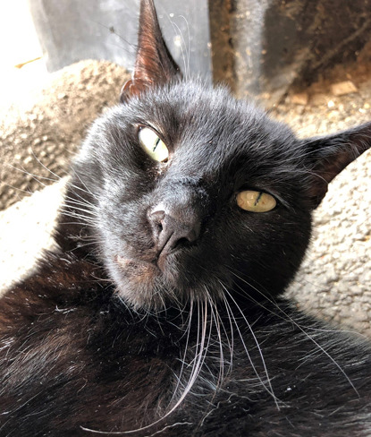 close up of black cat looking at camera