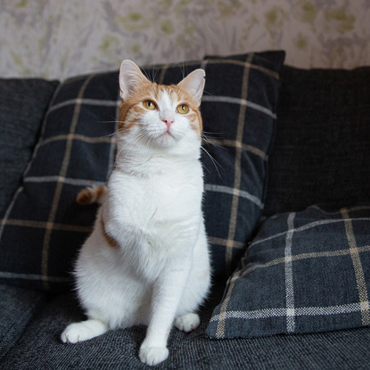 three-legged ginger and white cat sitting on navy blue sofa
