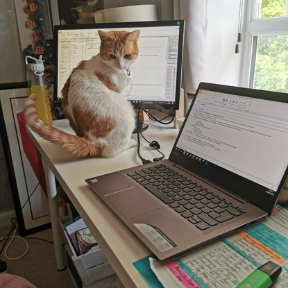 white and ginger cat sitting on desk next to laptop