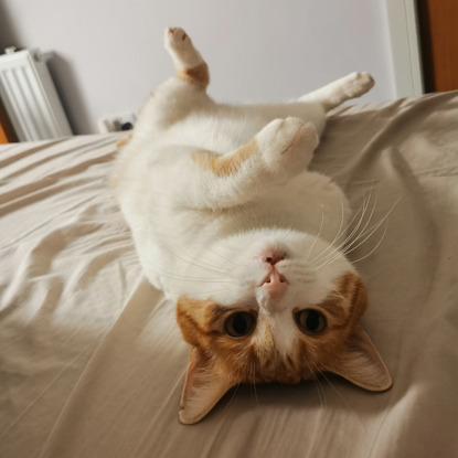 ginger and white three-legged cat lying upside down on bed sheets
