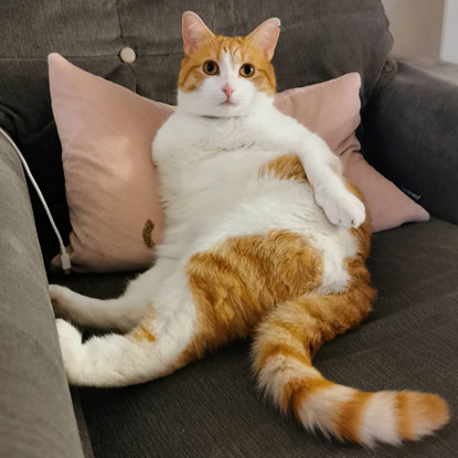 three legged ginger and white cat on sofa with belly showing