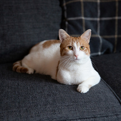 ginger and white cat with missing leg sitting on navy sofa