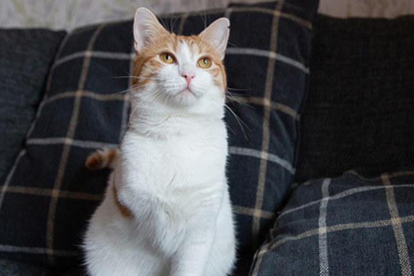 Purrfectly Imperfect: Three-legged Mylo is living life to the full