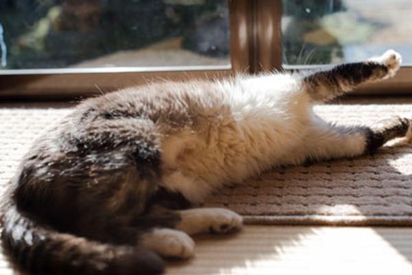 ‘Why is my cat losing weight?’ and other veterinary FAQs