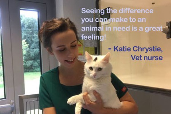 Careers with Cats: how can I become a Veterinary Nurse?
