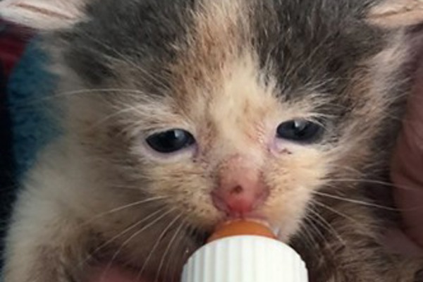 Five kittens avoid drowning by ‘a matter of minutes’