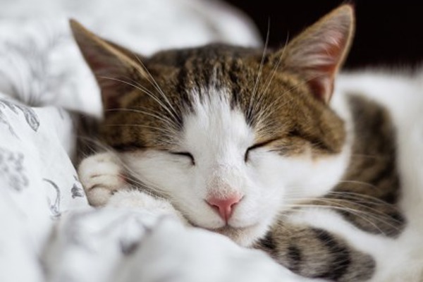 Where do cats sleep? Create the perfect sleeping spot