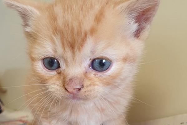 Cats Protection ‘go fishing’ for kittens in dramatic rescue