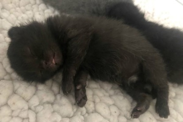 Kittens build new lives after construction site rescue