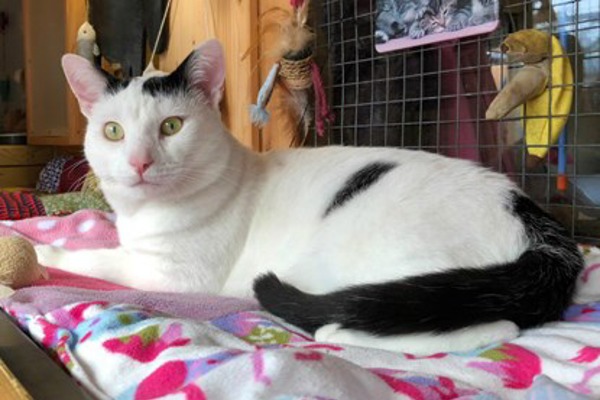 Vince the unluckiest cat in Hampshire needs a new home