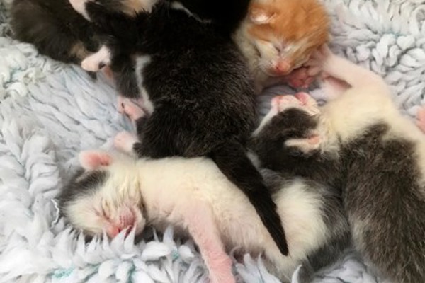 Five kittens dumped in Norfolk countryside survive against the odds