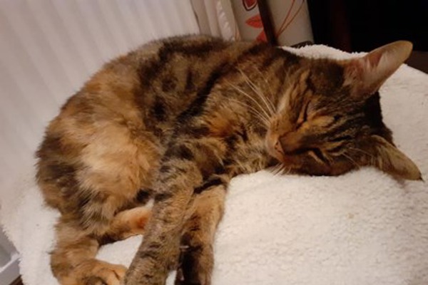 Stumpy-tailed cat Tulip needs a new home for the New Year